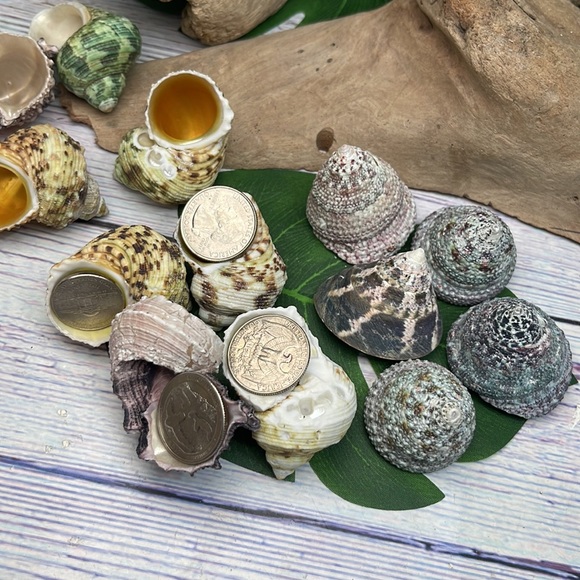 13 Assorted Turbo / Top / Delphinium Seashells Hermit Crabs Changing Nautical - Picture 9 of 12